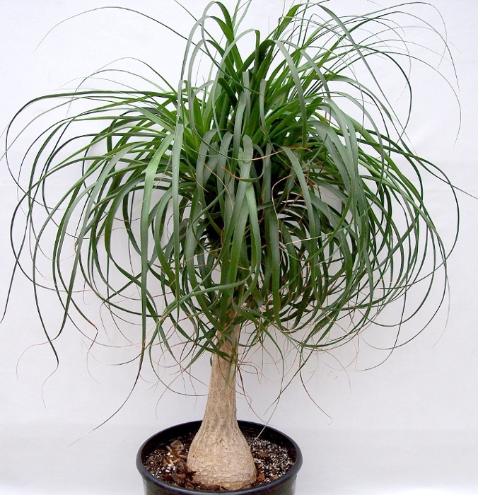 Ponytail palm - Beaucarnea recurvata - selecting succulents